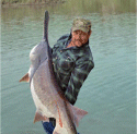 Paddlefish snagging