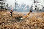 Illinois pheasant hunting