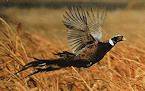 Rhode Island 2017 Pheasant, Quail opens October 21