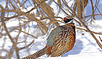Massachusetts 2019 Pheasant Hunting Season Open Through Nov 30