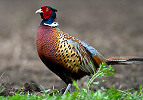 Apply for Wyoming 2019 Glendo & Springer Pheasant Hunts Starting July 1