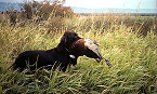 Pennsylvania Sets 2018-19 Pheasant, Quail & Grouse Hunting Seasons