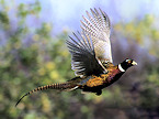 Illinois pheasant hunting