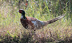 Applications Being Accepted for Maryland 2019 Pheasant Hunts
