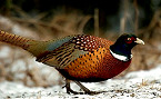 Indiana Accepting 2017 Pheasant Put-and-Take Hunt Reservations