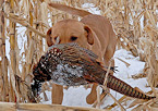 dog with pheasant