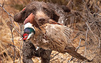 Register Now for Rhode Island Youth Pheasant Hunting Weekend