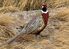 Wyoming to Stock Pheasant through Mid-December