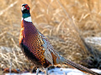 rooster pheasant