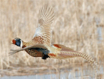 pheasant flying