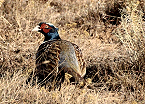 pheasant in field