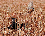 pheasant hunting