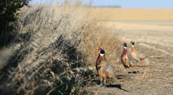 Apply now for Wyoming 2020 Glendo, Springer Pheasant Hunts