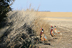 Iowa Pheasant Population Steady, Quail down