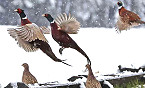 Iowa 2019 Pheasant Season Likely Impacted by February Winter Storm