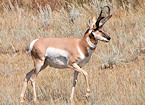 pronghorn antelope