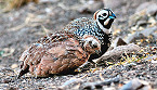 Hunt Arizona Mearns' Quail Now through Feb 10, 2019