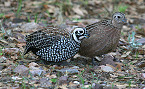 New Mexico 2018 Quail Hunting Season Opens Nov 15