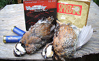 Oklahoma Surveys Show Quail Numbers Up as 2019 Season Gets Underway