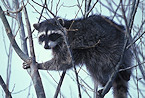 raccoon in tree