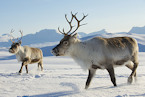 Norway raindeer