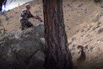 Grand Slam bighorn sheep hunt with hand gun
