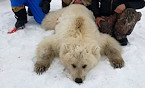 Rare grizzly-polar bear hybrid harvested in Canada