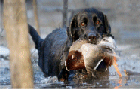 retriever with duck