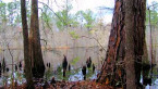 South Carolina Aiken County WMA Open to Public Saturdays This Fall