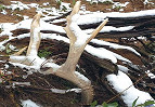Wyoming Shed Antler & Horn Hunting Closes Jan 1 in Several Areas