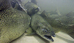 Oregon 2017 Fall Salmon Seasons Opens Aug 1st with Mixed Forecasts