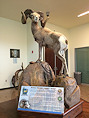 World Record Bighorn Sheep