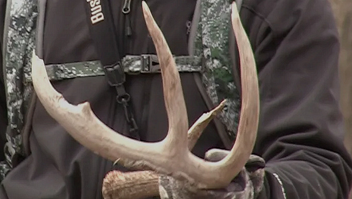 When is the Best Time for Shed Antler Hunting?