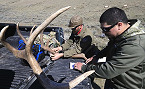 Wyoming 2019 Shed Antler Hunting Opens