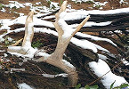 Wyoming Shed Antler & Horn Hunting Closes Jan 1st