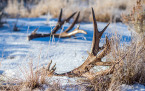 Utah Requires Antler Gathering Ethics Course to Hunt Sheds Before April 15