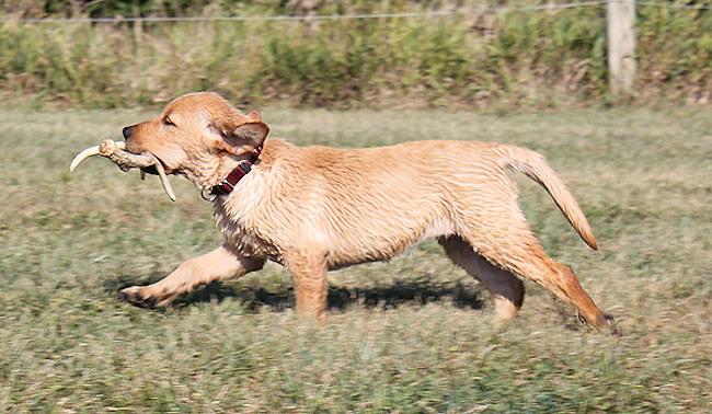 Training Shed Antler Dogs