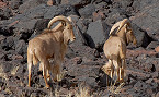 New Mexico Propose Big Game Changes for Barbary Sheep, Oryx, Persian Ibex