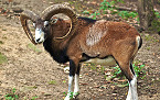 Apply for Hawaii 2019 Lanai Mouflon Sheep Hunting Starting March 18