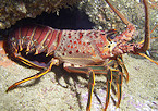 spiny lobster