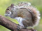 Register for Young Tennessee Sportsman Squirrel Hunt