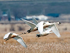 Apply for North Dakota 2018 Swan Hunts by Aug 15 