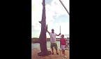 Texas Angler Shatters State Record with 1,033-Pound Hammerhead Shark