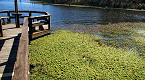 TPWD Confirms Giant Salvinia Infestation Found on Lake Fork