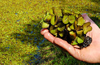 TX giant salvinia