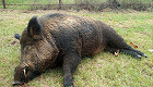 East Texan Takes Down 416-pound Wild Hog in Backyard
