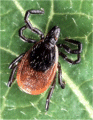 Kansas Advises to Take Tick Prevention Seriously