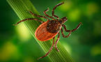 Disease-Carrying Ticks Widespread Across Alabama
