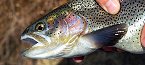 rainbow trout close-up