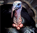Turkey close up